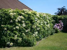 Freie kommerzielle nutzung keine namensnennung top qualität. Kletterhortensie Hydrangea Petiolaris Baumschule Horstmann
