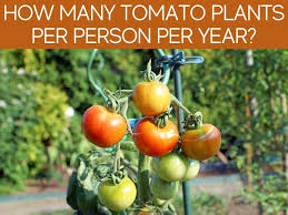 If you want 12 toms on a 12 foot trellis you will need to prune severely, probably to a single stem, and if you're pruning to a single stem 4 square feet is way too much real estate. How Many Tomato Plants In A Square Foot Garden Greenhouse Today