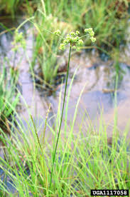 Image result for Cyperus obtusiflorus