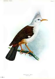 Birds That Cannot Fly List The Hoopoe Starling Also Known As The Reunion Starling Or Bourbon Crested Starling Fregilupus Varius Is Extinct Birds Vintage Bird Illustration Extinction