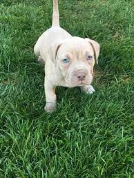 Pin On Puppies For Sale