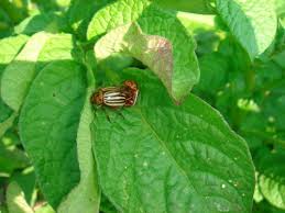 Human efforts to control pests have a long history. Introduction To Integrated Pest Management In Organic Farming Systems Eorganic