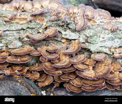 Image result for Trichaptum biforme