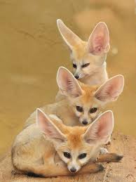 Tower Of Fennecs Cute Animals Animals Animals Beautiful