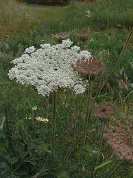 Image result for Agrocharis pedunculata