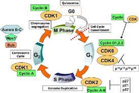 Check spelling or type a new query. Cyclin Dependent Kinase Inhibitors As Potential Targeted Anticancer Agents Semantic Scholar