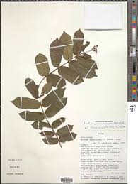 Image result for Baissea