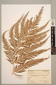Image result for Pteris dentata