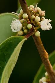 Image result for Eugenia aschersoniana