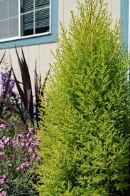 Image result for Cupressus macrocarpa