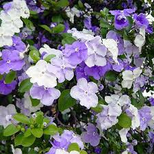 We did not find results for: 5 Fresh And Exciting Fall Bloomers Zone 8 11 Grow Beautifully Summer Flowers Garden Fall Plants Fragrant Flowers