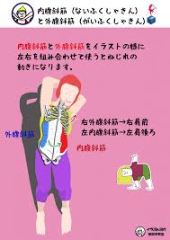 内腹斜筋と外腹斜筋を一緒に使ってみよう 世界一ゆる い解剖学教室 解剖学 ヨガ 筋肉解剖学