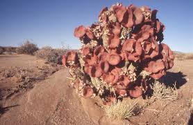 Image result for Hoodia