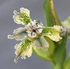 Image result for Ferraria