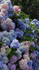 Download Wallpaper 720x1280 Hydrangea Flower Shrub Wall Green Samsung Galaxy S3 Hd Background Hydrangea Wallpaper Hydrangea Flower Phone Wallpaper