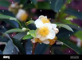 Image result for Nymphoides brevipedicellata