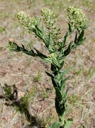 Image result for Lepidium