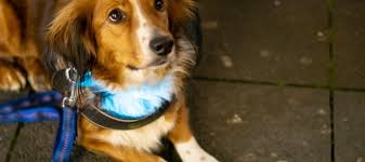 Many untrained dog owners believe all dog shock collars are the same. The Best Dog Training Collars July 2021