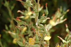 Image result for Lactuca glandulifera