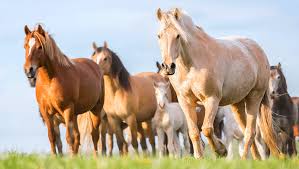 Country Style Banner - Cavalo e chapéu