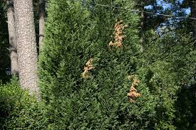 Maybe you would like to learn more about one of these? Leyland Cypress Limited Lifespan Drought Damage Walter Reeves The Georgia Gardener