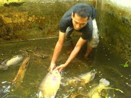 3 Cara Merangsang Ikan Gurame Agar Cepat Bertelur
