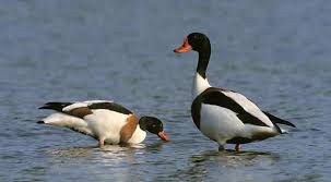 Maybe you would like to learn more about one of these? Duck Penerangan Shelduck Spesies Dan Foto