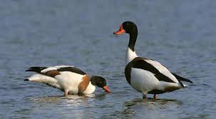 Angsa putih angsa cantik pasangan angsa cinta angsa cinta merah. Duck Penerangan Shelduck Spesies Dan Foto