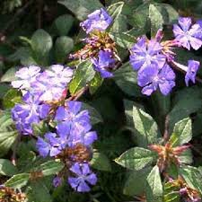 Image result for Ceratostigma willmottianum