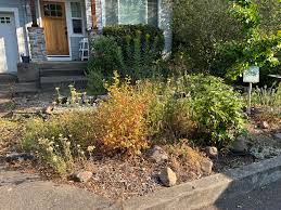 Image result for Hypoxis subspicata