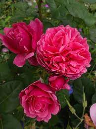 Line Renaud Meilland 2005 Rosier Belle Rose Bloom