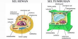 Maybe you would like to learn more about one of these? 15 Perbedaan Sel Hewan Dan Sel Tumbuhan Jangan Sampai Bingung Merdeka Com