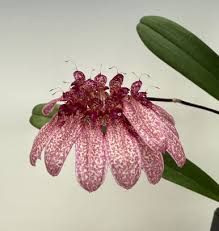 Image result for Bulbophyllum kivuense