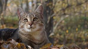 Brushing your cat's teeth regularly will help prevent problems including plaque and tartar buildup, gum disease, and bad breath. Gingivitis Cat Care Keep Your Cat S Teeth Clean Vets4pets