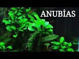 bitki turleri anubias bitki