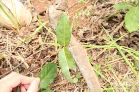 Image result for Ancylobothrys