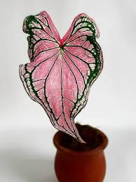 Yuk cari tahu lebih lanjut tentang keladi hibrida dan jenis bunga keladi termahal. 7 Tanaman Hias Termahal 2020 Di Indonesia Harganya Bikin Emosi