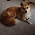 Shiba Inu Dog Breed Information - American Kennel Club