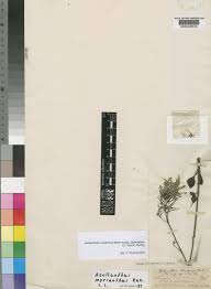 Image result for Aeollanthus neglectus