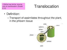 Module 2 Exchange And Transport Ppt Download