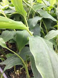 That's longer than any other grower in the world. Hawaiian Kahili Ginger Plant Hedychium Gardnerianum Best Hawaiian Plants From Kanoa Hawaii