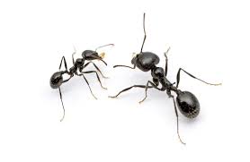 Many types of ants can invade a home: House Ants Control Extermination Removal Modern Pest