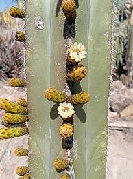 Image result for Lophocereus marginatus