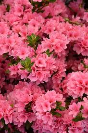 A Evergreen Sun To Partial 3 X4 Midspring Coral Bells Azalea Rhododendron Coral Bells At Pender Pines Ga Coral Bells Azalea Flower Azaleas Landscaping