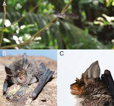 An international men and women fashion apparel brand. Into The Light Atypical Diurnal Foraging Activity Of Blyth S Horseshoe Bat Rhinolophus Lepidus Chiroptera Rhinolophidae On Tioman Island Malaysia