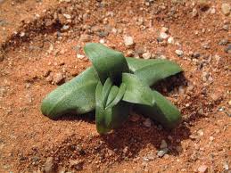 Image result for Drimia elata