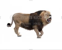The king of the jungle is also a favorite wallpaper of unsplash users. Barbary Lion White Background