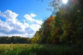 Walk the Camillus Forest Unique Area