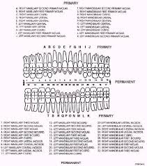 Location Of The Teeth