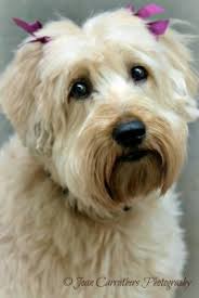 Maybe you would like to learn more about one of these? Norwalk Veterinary Hospital Veterinarian In Norwalk Ct Us What To Expect Norwalk Veterinary Hospital Veterinarian In Norwalk Ct Us